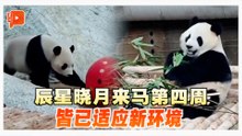 辰星晓月来马第四周 皆已适应新环境