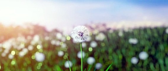 Phim Chiếu Rạp Nắng 3- Lời Hứa Của Cha - Tập full Vietsub