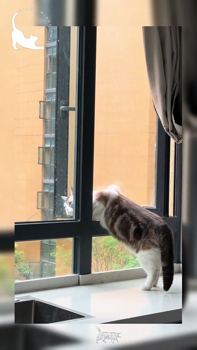 When your cat is a little too curious...