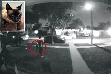 Amazon driver caught on camera stealing cat after dropping off package