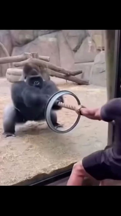 Man vs Ape😌🤣#funnyvideos #zoo #fyp #thisistheen...