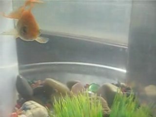 Poisson dans son aquarium