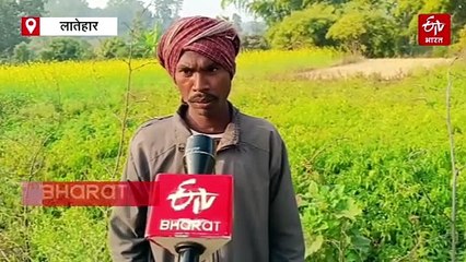 लातेहार के सलैपुर में अफीम की जगह उग रही हरी सब्जियां, ग्रामीणों ने नशे की खेती से की तौबा