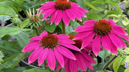 9 Amazing Uses For Echinacea (It’s More Than Just A Tea)