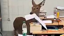 Reh stürmt Klassenzimmer und verschlingt Prüfungsunterlagen