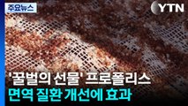 [녹색] '꿀벌의 선물' 프로폴리스, 면역 질환 개선에도 효과 / YTN
