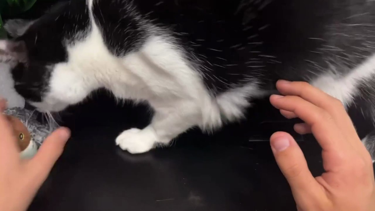 Best Interactive Cat Toy: Rechargeable Sparrow...