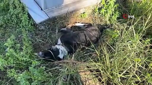 Köpeğin vefası: Sahibinin mezarından ayrılmayan köpek duygulandırdı