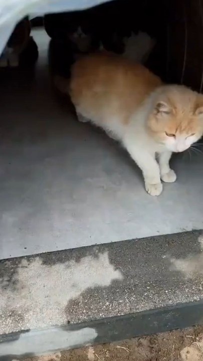 Funny cat reaction to fish #funny #cat #viral