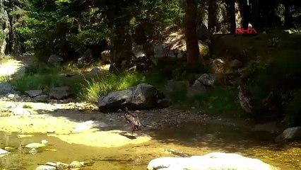 Türkiye'de ender görülüyor! Doğanın siyah incisi fotokapana yakalandı