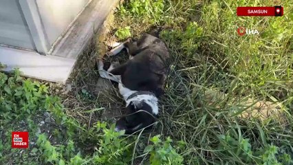 Samsun'da sahibinin mezarından ayrılmayan köpek duygulandırdı