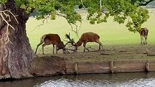 Dramatic scene unfolds as two stags lock antlers during rutting season at Woburn Deer Park