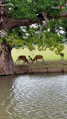 Dramatic scene unfolds as two stags lock antlers during rutting season at Woburn Deer Park