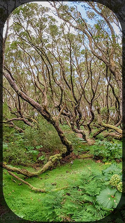 Le laboratoire psychologique des îles Auckland