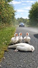 Kind Man Rescues a Poor Unconscious White Sparrow on the Roadside While Her Hungry Babies Try to Wake Her 🐣✨
