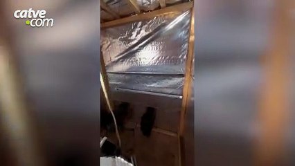 Jovem é preso e estufa para o cultivo de maconha gourmet é apreendida no Paraná