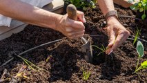 10 Reasons Why Too Much Manure Can Ruin Your Garden