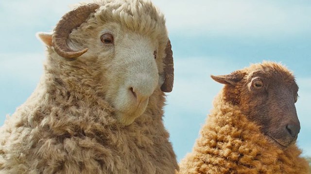 The Sheep Detectives Bande-annonce VO