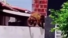 Furto inusitado: macaco-prego armado com faca rouba cafeteira e é capturado