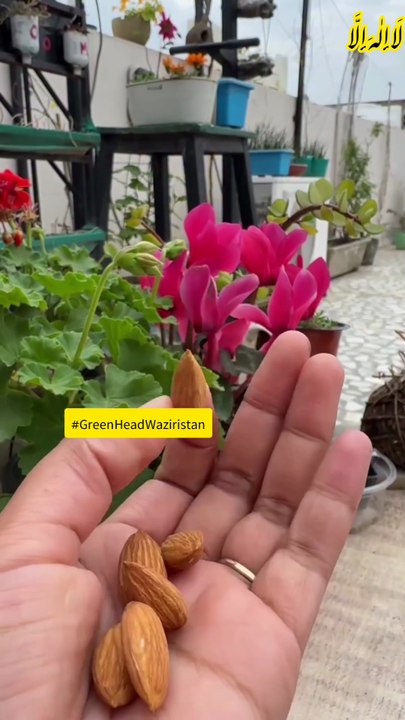 badam ka paudha lagane ka tarika!