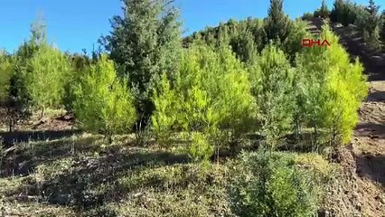 6 yıl önce alev alev yanan orman küllerinden doğdu