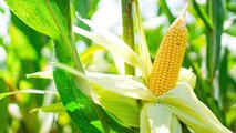 10 Amazing Companion Plants To Grow With Corn