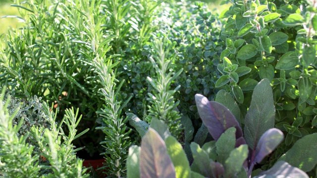 10 Gardening Tips For Growing Thyme And Mint Together