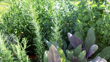 10 Gardening Tips For Growing Thyme And Mint Together