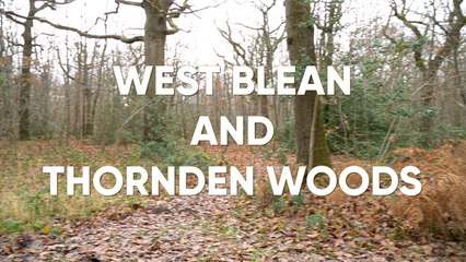 Tiny Treks: West Blean and Thornden Woods