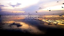 Seagull On Twilight Ocean  - - Animal Animal Dung Animal