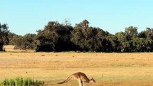 Australia 🇦🇺 kangaroo