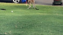 Australia kangaroos