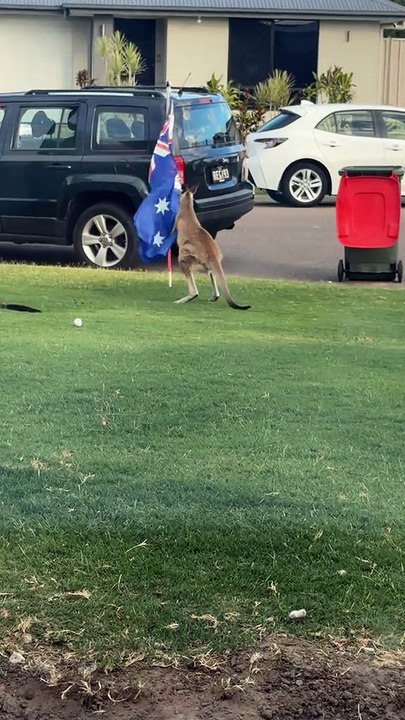 Australia kangaroos