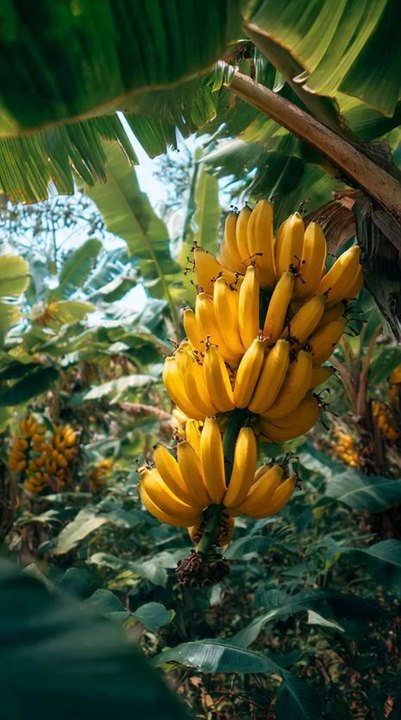 Unlock the Secrets of the Banana:Mind-Blowing Facts You Never Knew! ✨