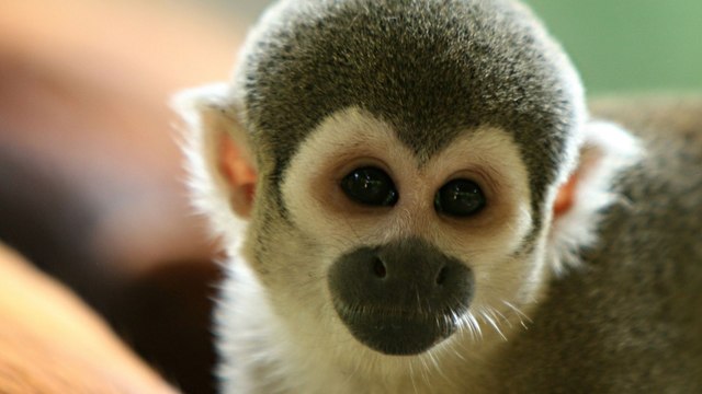 “Sembrar bosques es sembrar futuro”: la apuesta por salvar al tití cabeciblanco