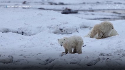 Wild Polar Bear Appears to 'Adopt' a Lonely Cub in Rare Moment Captured by Canadian Researchers