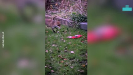 Elf the Fox Enjoying Their Christmas Stocking