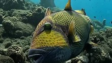 Giant Parrot Fish attack