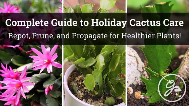 Repotting, Pruning & Propagating Your Holiday Cactus