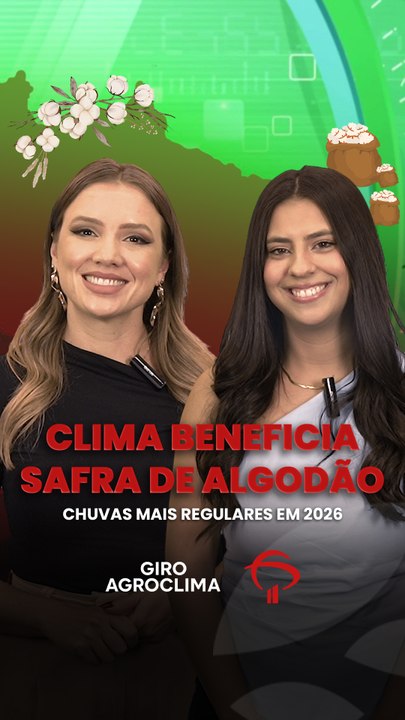 Clima beneficia safra de algodão
