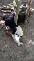 Metán: denuncian la mortandad de 14 vacas envenenadas con agroquímicos