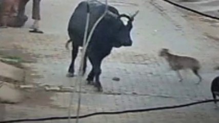 बुलंदशहर में एक हिंसक सांड ने बुजुर्ग पर किया जानलेवा हमला