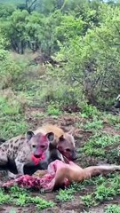 Pack of African wild dogs vs 2 hyenas at a kill  At Mala Mala Game Reserve 🔥