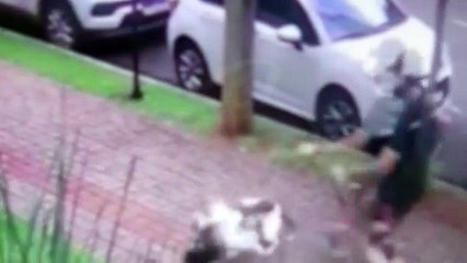 Tutor usa golpe de ‘mata-leão’ para salvar cão de ataque de pitbull no Paraná; câmera flagrou ação