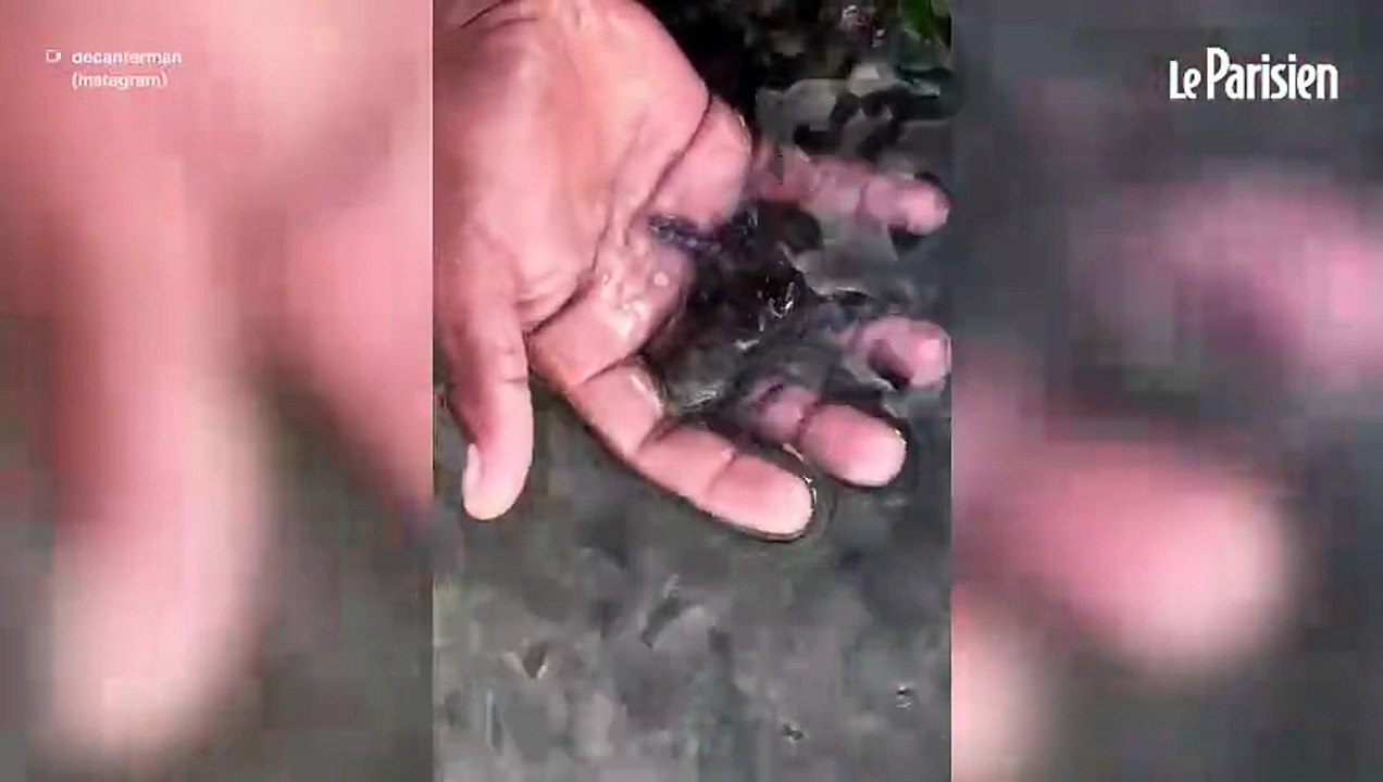 « J’ai frôlé la mort » : un touriste joue avec un bébé poulpe aux Philippines sans savoir qu’il s’agit d’un animal hautement mortel
