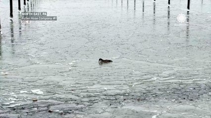 Frozen goose rescued from Lake Erie ice by Fuller Hose Water Rescue Team