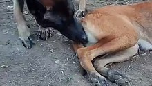 #malinois #dog #puppy #beautiful #animals #india #usa - Sweet~Brok (360p, h264)