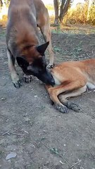 #malinois #dog #puppy #beautiful #animals #india #usa - Sweet~Brok (360p, h264)