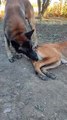 #malinois #dog #puppy #beautiful #animals #india #usa - Sweet~Brok (360p, h264)