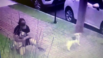 Tutor usa golpe de ‘mata-leão’ para salvar cão de ataque de pitbull